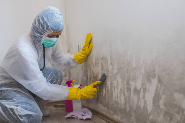 Best Asbestos and Lead Testing During Mold Inspection  in Hlside, IL